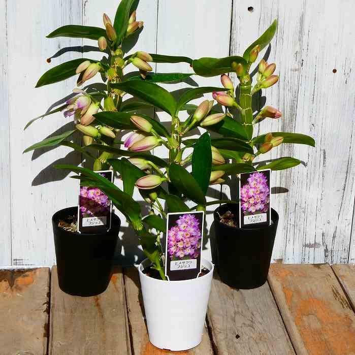 巨大！蘭 デンドロビューム ガットン 鉢植え