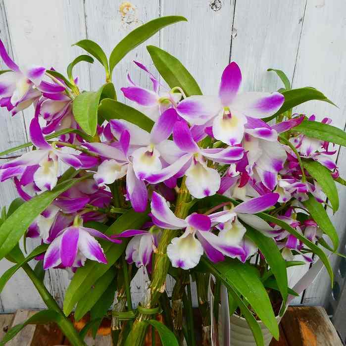 蘭 デンドロビューム 4号鉢 シースカイ 紅小町 全高45cm 鉢花