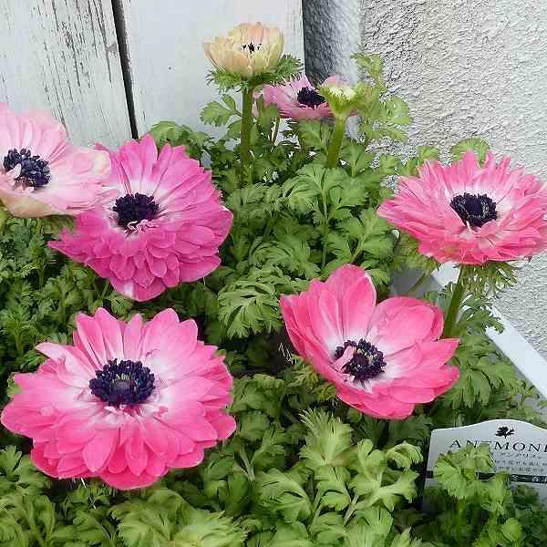 アネモネ アンアリス 八重咲き ピンク 花苗 花色お任せ 苗 3.5号