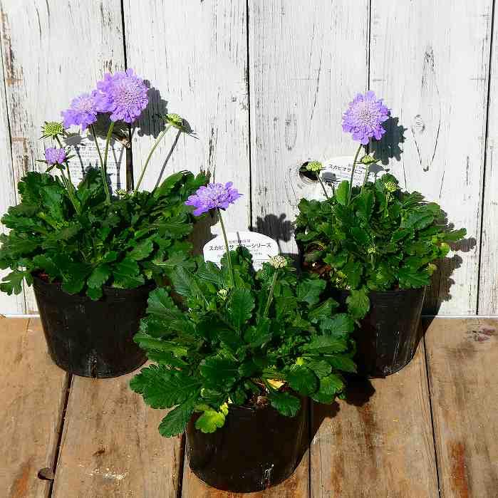 西洋松虫草 苗 スカビオサ エコーブルー 3.5号 花苗 耐寒性宿根草