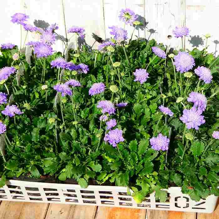 西洋松虫草 苗 スカビオサ エコーブルー 3.5号 花苗 耐寒性宿根草