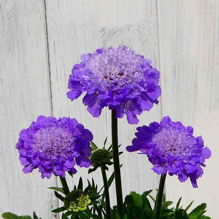 西洋松虫草 苗 スカビオサ エコーブルー 3.5号 花苗 耐寒性宿根草