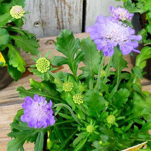 西洋松虫草 苗 スカビオサ エコーブルー 3.5号 花苗 耐寒性宿根草