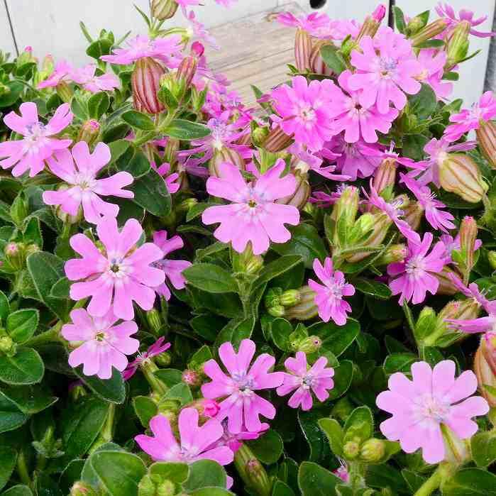 花苗 シレネ ピンクフェアリー 3 5号 充実株 ナデシコ 0325 お花処 昌山園 通販 Yahoo ショッピング