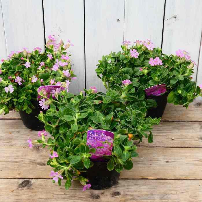 花苗 シレネ ピンクフェアリー 3.5号 充実株 ナデシコ 0325 : お花処