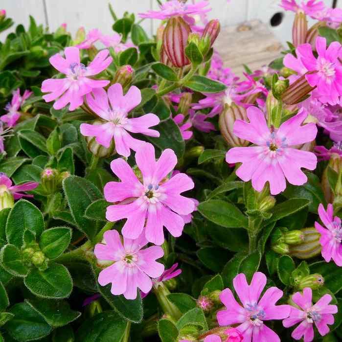 花苗 シレネ ピンクフェアリー 3.5号 充実株 ナデシコ 0325 : お花処