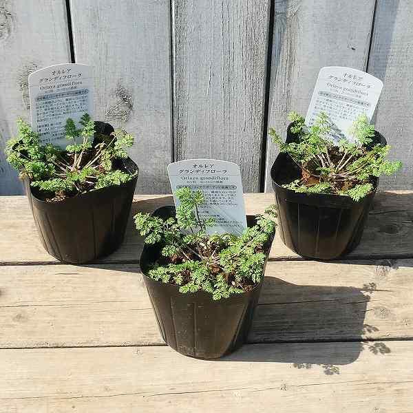 オルラヤ グランディフローラ 苗 3 5号 オルレア 白花 レースフラワー 0301 お花処 昌山園 通販 Yahoo ショッピング