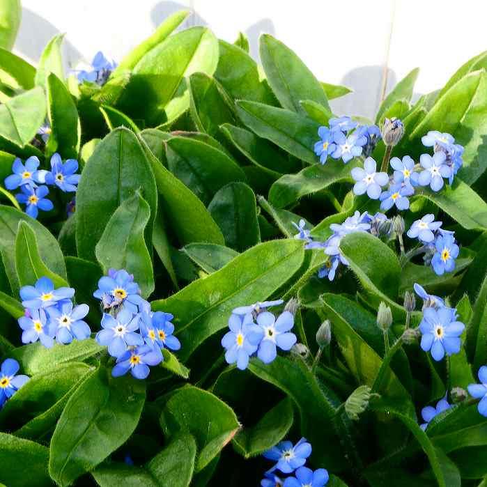 花苗 忘れな草 ブルー 青花 ワスレナグサ 3 5号 苗 春の花苗 0216 お花処 昌山園 通販 Yahoo ショッピング