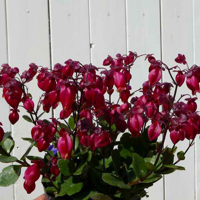 カランコエ ウェンディー 5号鉢 鉢花 多肉植物 ベル型の花 01 お花処 昌山園 通販 Yahoo ショッピング