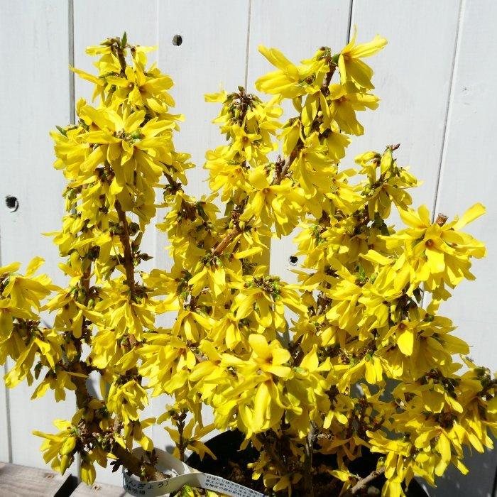 レンギョウ ニンバス 超矮性 5号鉢 春の花木 黄花 丈夫 耐寒性 植木