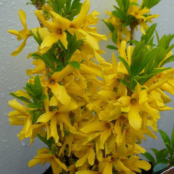 レンギョウ ニンバス 超矮性 5号鉢 春の花木 黄花 丈夫 耐寒性 植木