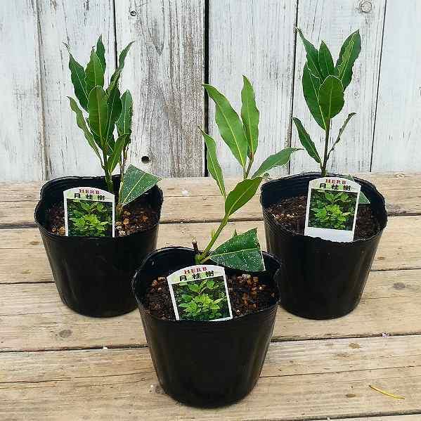 トップ 月桂樹 苗 苗木 3 5号 ハーブ ローリエ 常緑樹 庭木 2705