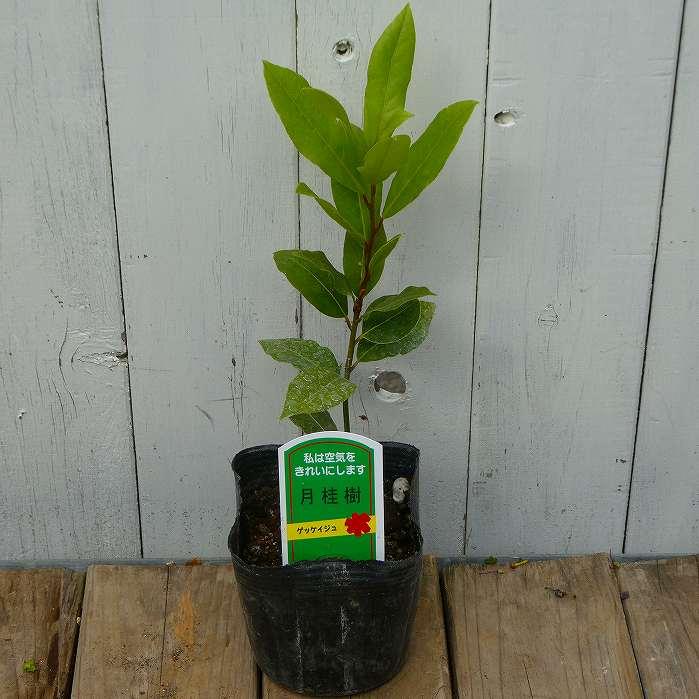 月桂樹 苗 苗木 3.5号 ハーブ ローリエ 常緑樹 庭木 251016 : お花処