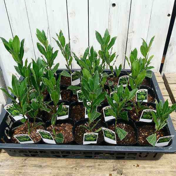 トップ 月桂樹 苗 苗木 3 5号 ハーブ ローリエ 常緑樹 庭木 2705