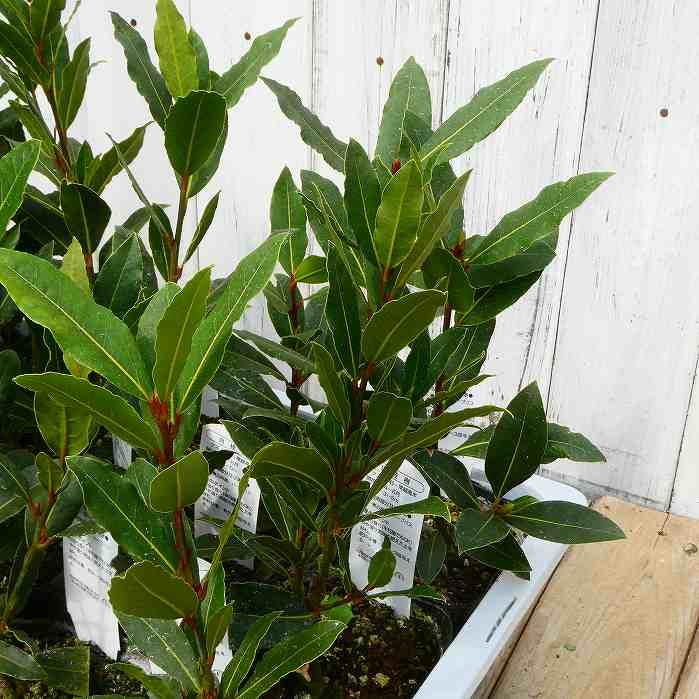 月桂樹 苗 苗木 3.5号 ハーブ ローリエ 常緑樹 庭木 251016 : お花処