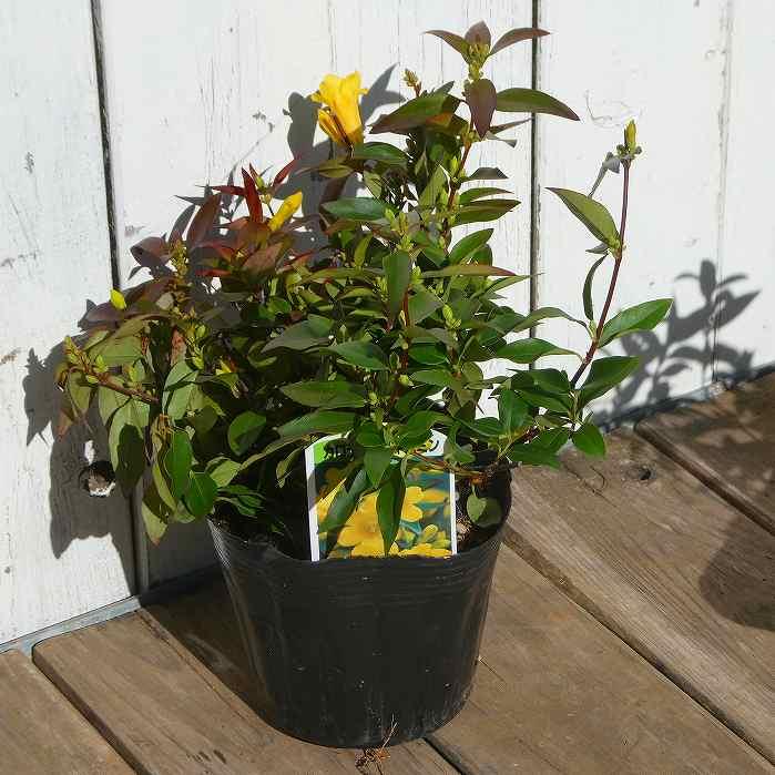 カロライナジャスミン 苗 3.5号ポット 黄花 ツル植物 花苗 常緑性 耐寒