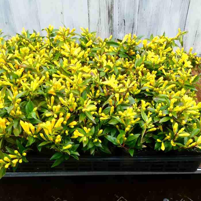 カロライナジャスミン 苗 3.5号ポット 黄花 ツル植物 花苗 常緑性 耐寒