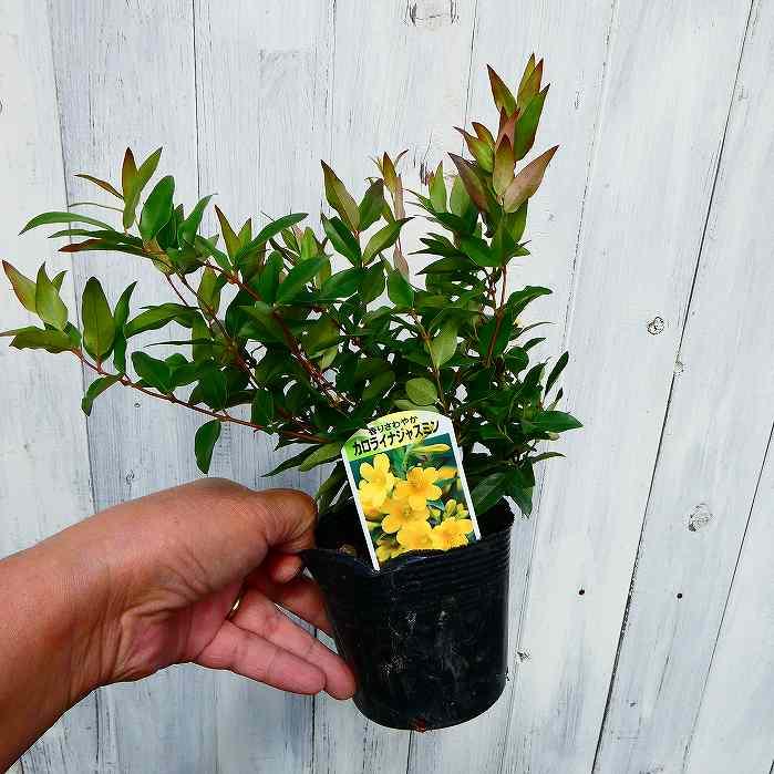 カロライナジャスミン 苗 3.5号ポット 黄花 ツル植物 花苗 常緑性 耐寒