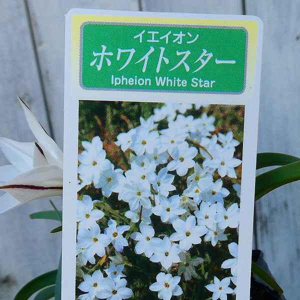 ハナニラ ホワイトスター 白花 3号 大輪 花ニラ 花にら イエイオン グランドカバー 08 お花処 昌山園 通販 Yahoo ショッピング