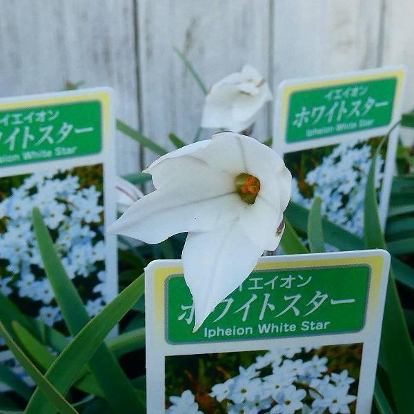 ハナニラ ホワイトスター 白花 3号 大輪 花ニラ 花にら イエイオン グランドカバー 08 お花処 昌山園 通販 Yahoo ショッピング