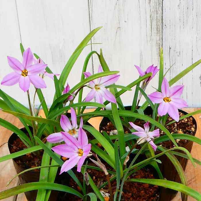 ハナニラ 苗 ピンク花 ピンクスター 3号 花ニラ 花にら イエイオン