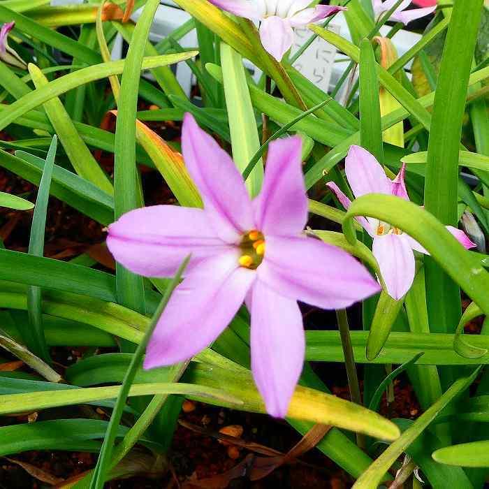 ハナニラ 苗 ピンク花 ピンクスター 3号 花ニラ 花にら イエイオン