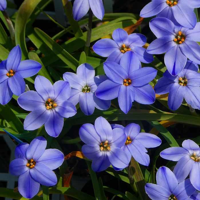 花苗 ハナニラ ジェシー 3号 青花 花ニラ 花にら 宿根草 イエイオン グランドカバー 花壇植え 0126 お花処 昌山園 通販 Yahoo ショッピング