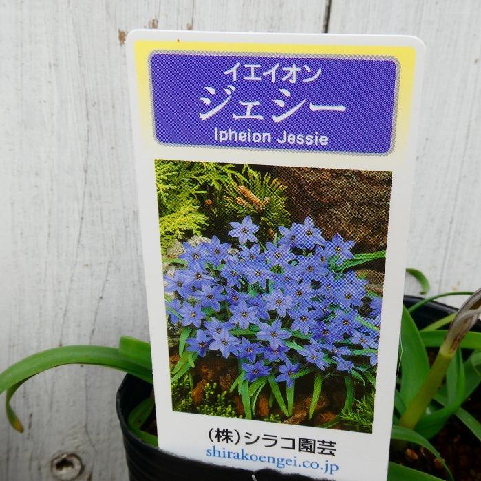 ハナニラ ジェシー 3号 青花 苗 花ニラ 花にら 宿根草 イエイオン グランドカバー 花壇植え 0301 お花処 昌山園 通販 Yahoo ショッピング