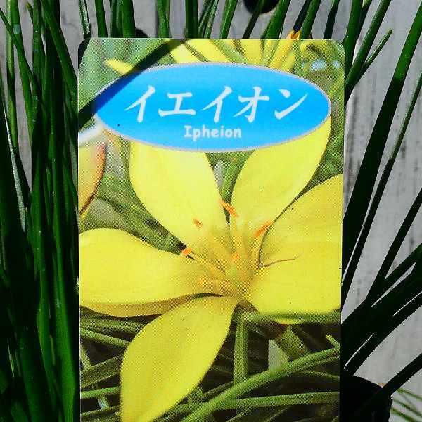 ハナニラ 黄花 セロウィアナム 3号 花ニラ 花にら イエイオン グランドカバー 01 お花処 昌山園 通販 Yahoo ショッピング