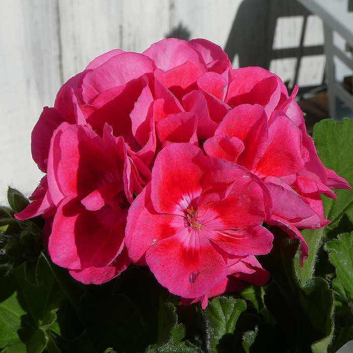 鉢植え ゼラニウム クオリティ フラワーフェアリーレッドスプラッシュ 現品3 栄養系 5号鉢 大輪種 花苗 0310 お花処 昌山園 通販 Yahoo ショッピング