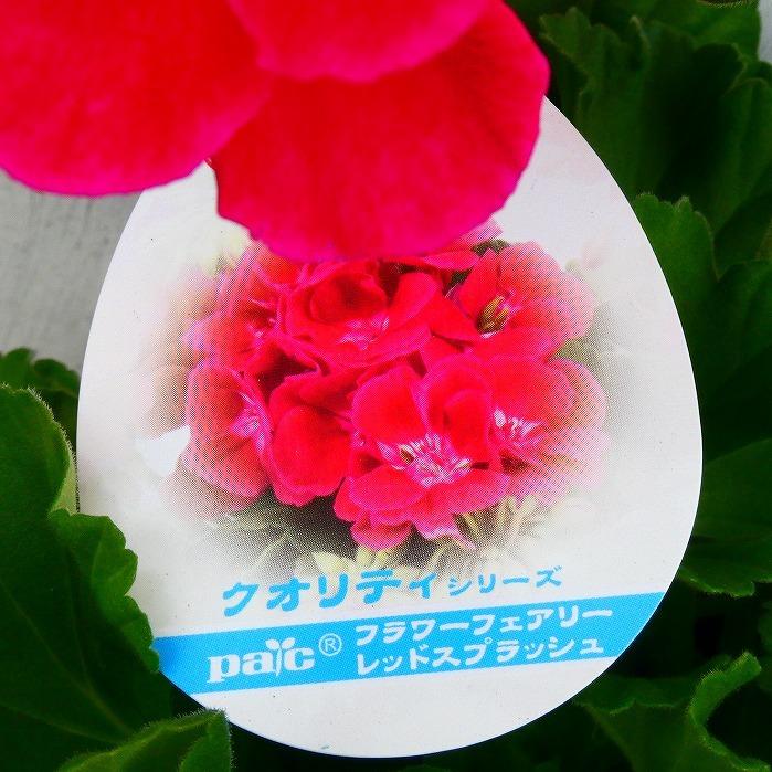 鉢植え ゼラニウム クオリティ フラワーフェアリーレッドスプラッシュ 現品3 栄養系 5号鉢 大輪種 花苗 0310 お花処 昌山園 通販 Yahoo ショッピング