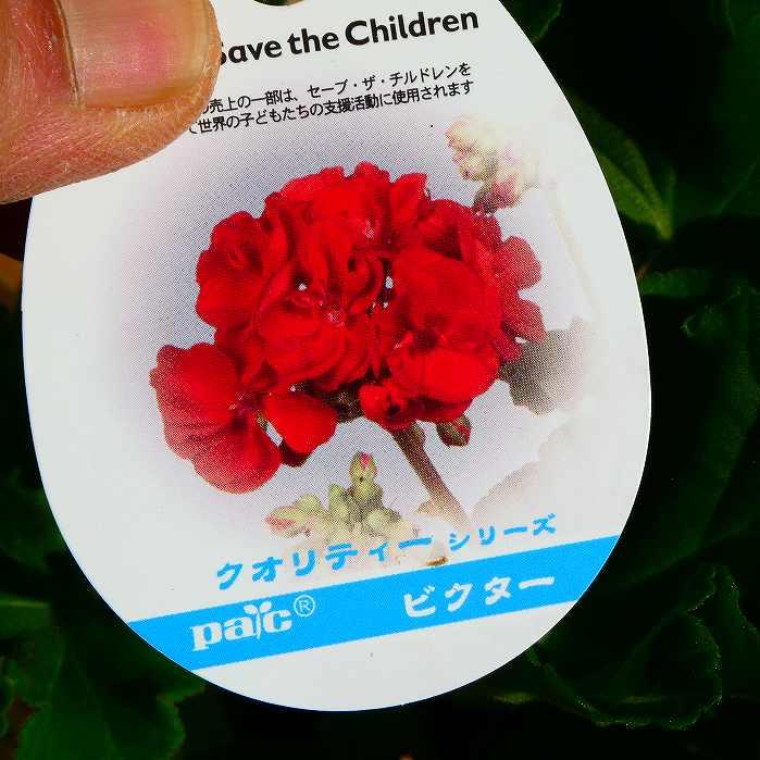 栄養系ゼラニウム クオリティ ビクター 赤花 5号鉢 ゼラニューム 大輪