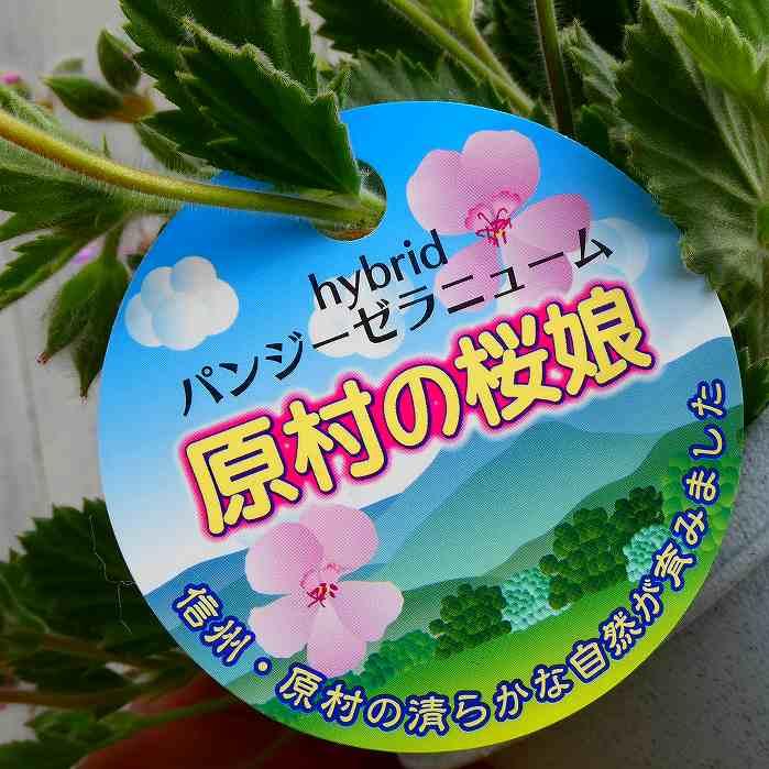パンジーゼラニウム 原村の桜娘 原村シリーズ 5号鉢 ギフト ピンク花