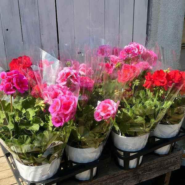 ゼラニウム カリオペ ラベンダースプラッシュ 5号鉢 栄養系 アイビーゼラニウムとの交配種 大輪種 ピンク 苗 2322 お花処 昌山園 通販 Yahoo ショッピング