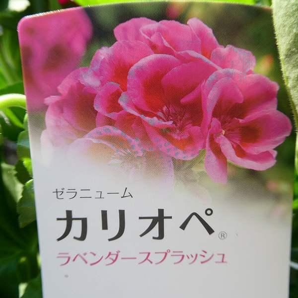 ゼラニウム カリオペ ラベンダースプラッシュ 5号鉢 栄養系 アイビーゼラニウムとの交配種 大輪種 ピンク 苗 2322 お花処 昌山園 通販 Yahoo ショッピング