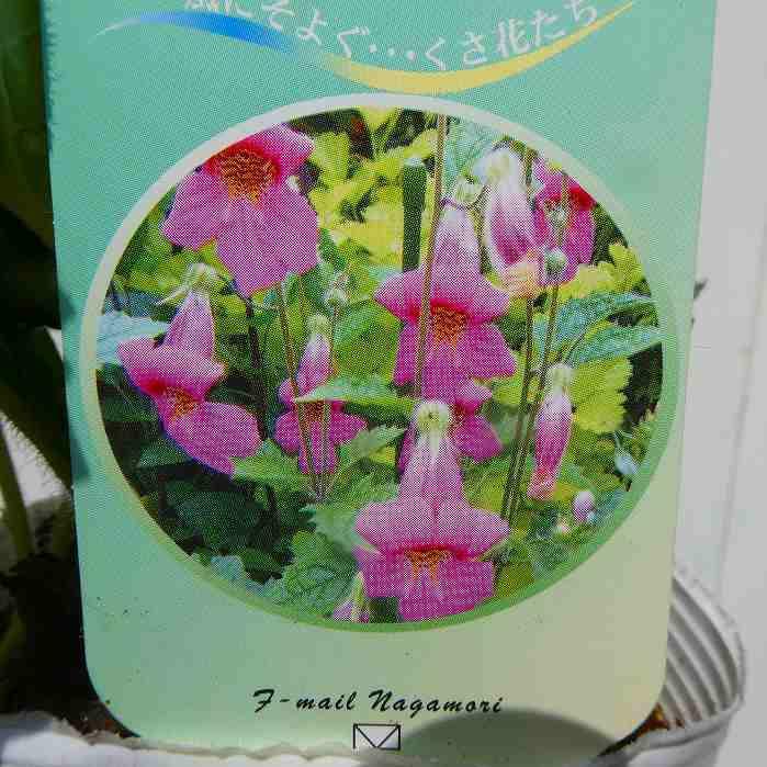 レーマニア 苗 エラータ 3.5号 ピンク色の花 250327 : お花処 昌山園