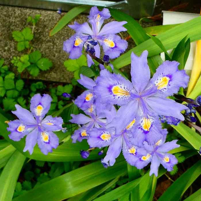 シャガ 苗 1ポット 青花シャガ 3.5号 射干 山野草 宿根草 グランド