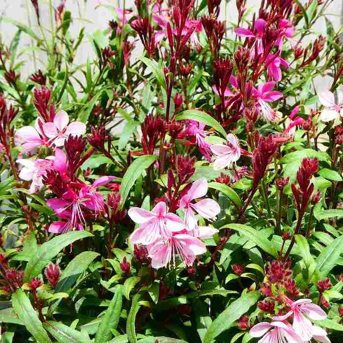 ガウラ 苗 ステッフィ ピンク花 4号 白鳥草 宿根草 240604 : お花処 昌