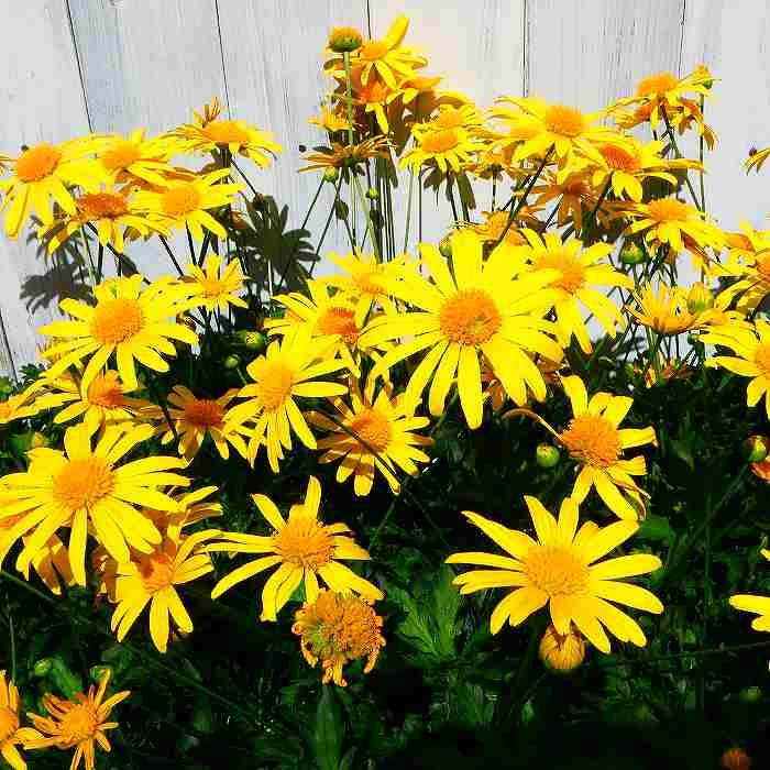 マーガレットコスモス 苗 3 5号 長く咲く 黄花 花苗 お花処 昌山園 通販 Yahoo ショッピング