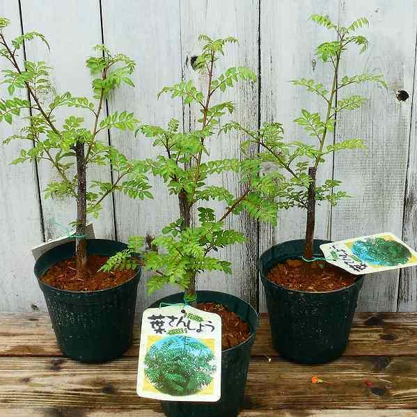 山椒 葉山椒 4号 ハザンショウ サンショウ ハーブ 苗木 野菜苗 春の香り 2531 お花処 昌山園 通販 Yahoo ショッピング