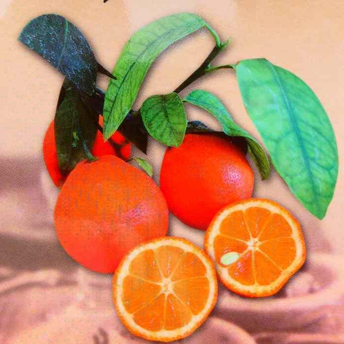 麗紅みかん大苗木　レモンの横に♪オススメ２個実付き✿✿ 麗紅みかん大苗木 レモンの横に♪オススメ2個実付き✿