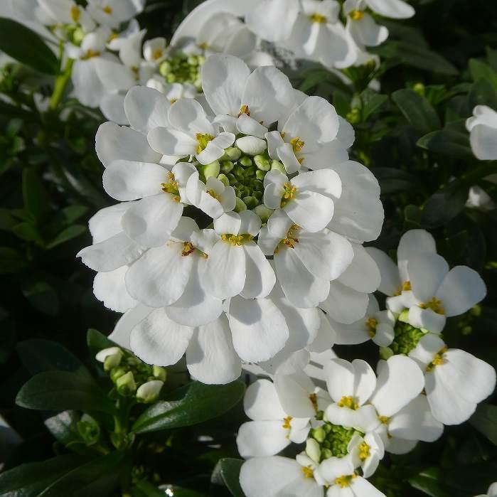 大輪種 宿根イベリス 苗 スノーボール 3.5号 白花 春の花苗 寄せ植えに