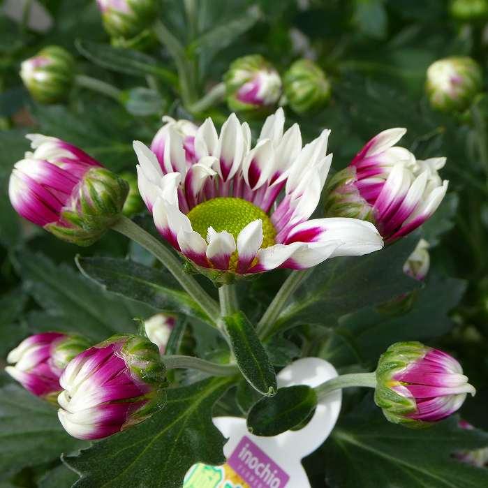 菊 風車菊 ピンク No.3 5号鉢 鉢植え スプレーマム 251007 : お花処 昌