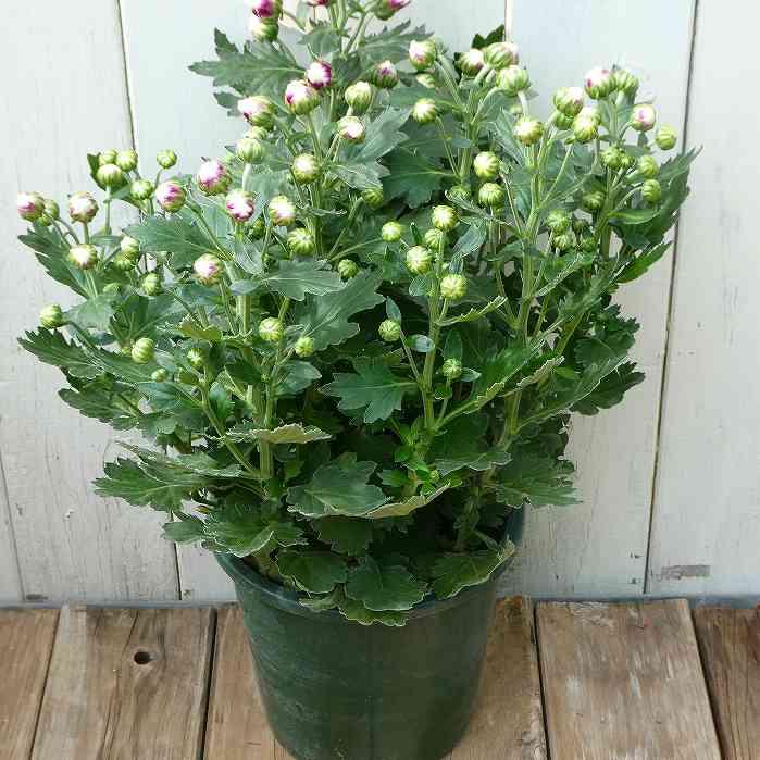 菊 風車菊 ピンク No.3 5号鉢 鉢植え スプレーマム 251007 : お花処 昌