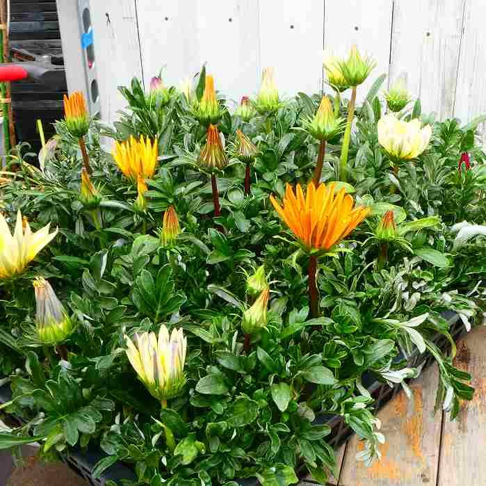 ガザニア 苗 3.5号 花色お任せ 黄色 オレンジ 白花 大輪 260331 : お花