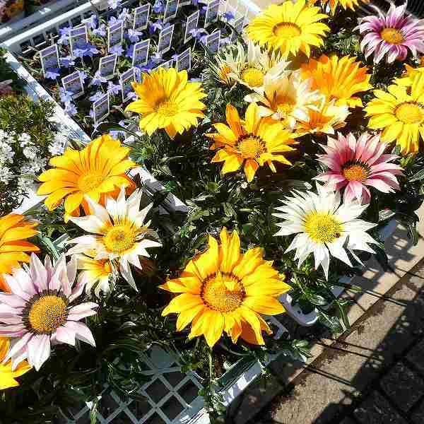 ガザニア 苗 3.5号 花色お任せ 黄色 オレンジ 白花 大輪 260331 : お花