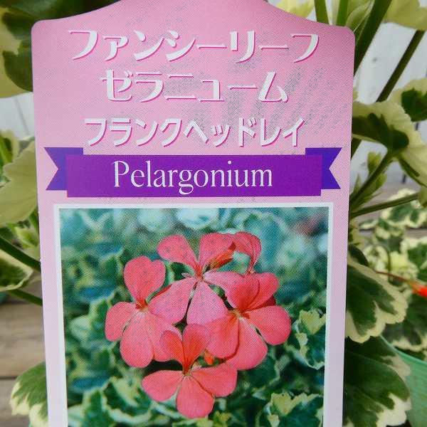 花苗 ゼラニウム 斑入り フランクヘッドレイ 淡オレンジ花 赤花 カラー