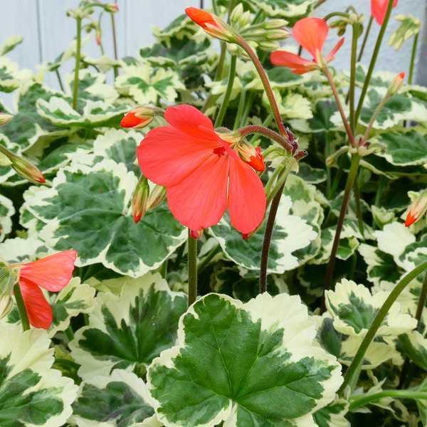 花苗 ゼラニウム 斑入り フランクヘッドレイ 淡オレンジ花 赤花 カラー