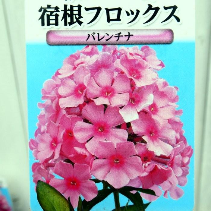 花苗 宿根フロックス バレンチナ 4号 苗 オイランソウ 山野草 宿根草 夏花壇に 秋まで咲く ピンク花 0501 お花処 昌山園 通販 Yahoo ショッピング