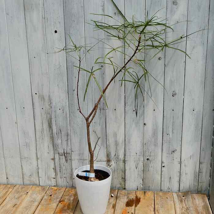 ボトルツリーの商品一覧 通販 Yahoo ショッピング